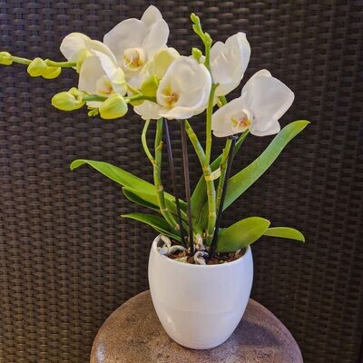 Weisse Orchidee mit Topf, ohne Deko