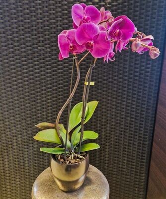 Purpur / lila Orchidee mit Topf