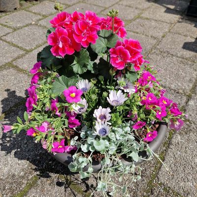 Sommerschale mit Geranien und gemischten Pflanzen, lila, rosa