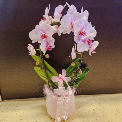 Rosa Orchideenbogen mit Topf und Deko