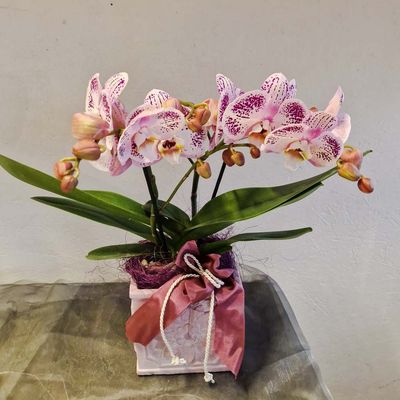 Orchideenarrangement lila/weiss in Keramiktopf, mit Band
