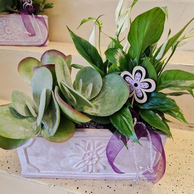 Grünpflanzenarrangement in dekorativer rosa Keramikschale, mit Deko