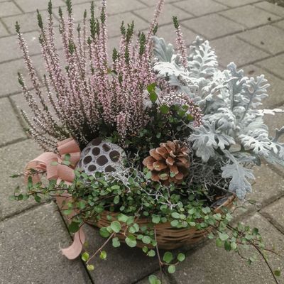 Herbstlich bepflanzter Korb mit Calluna und Silberblatt
