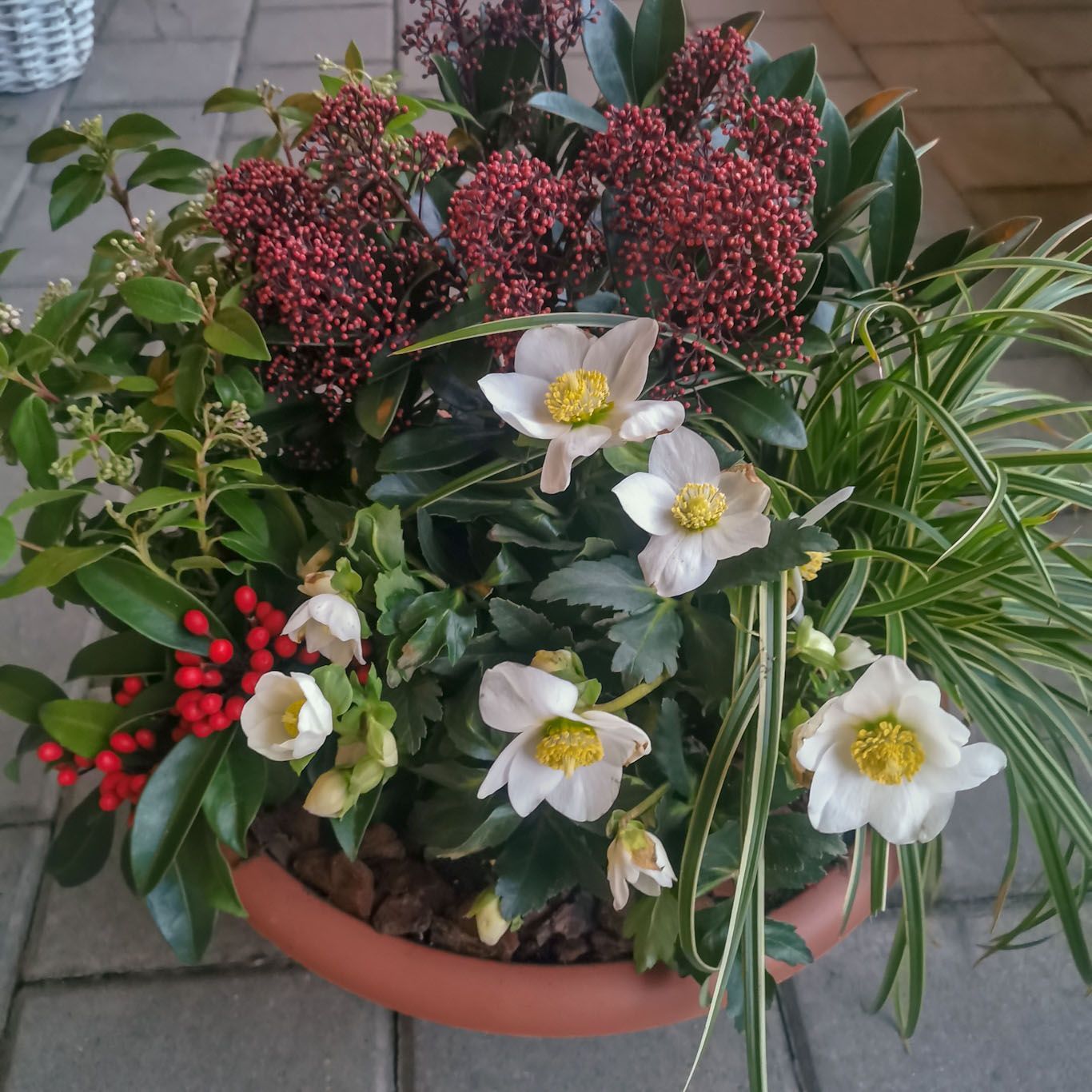 Winterschale mit Christrosen und Skimmie Winterschale mit Christrosen und Skimmie