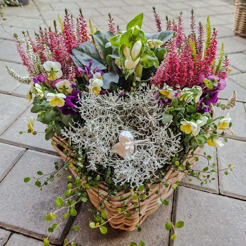 Grosses Arrangement mit Christrosen, in herzförmigen Korb Grosses Arrangement mit Christrosen, in herzförmigen Korb