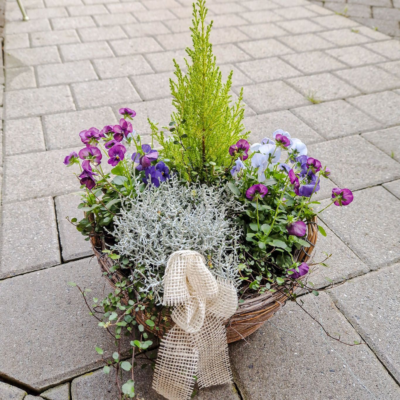 Arrangement mit Viola und Konifere und Masche, in Korb