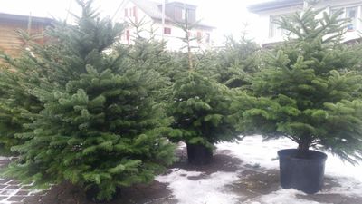 ab 4. Dezember: Nordmannstannen, frisch geschnitten (Auslieferungen Montag-Freitag)