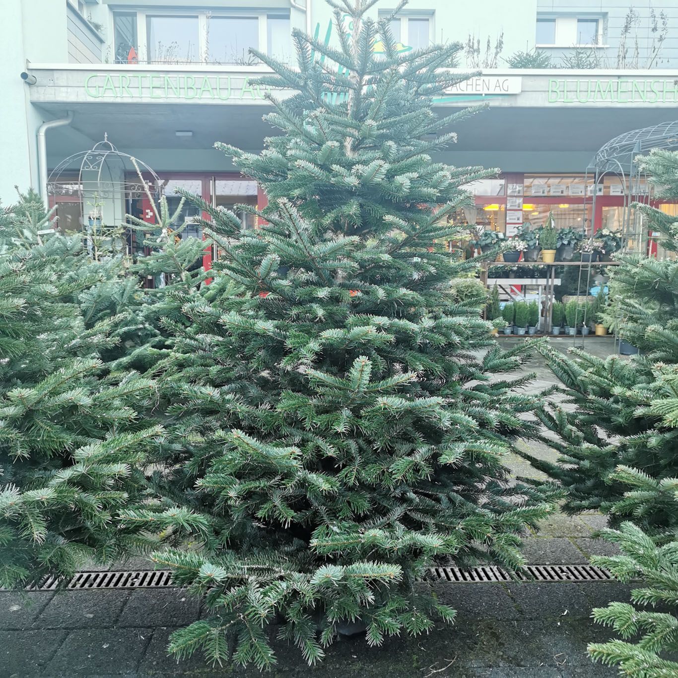 Nordmannstanne 200cm