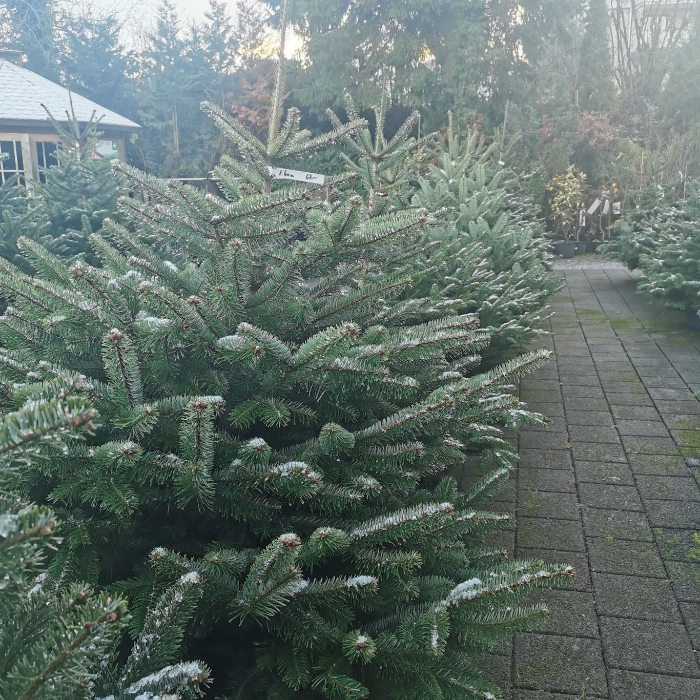 Nordmannstanne 160cm