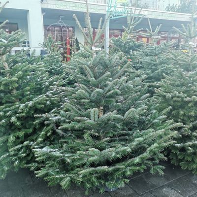 Nordmannstanne 180cm Nordmannstanne 180cm