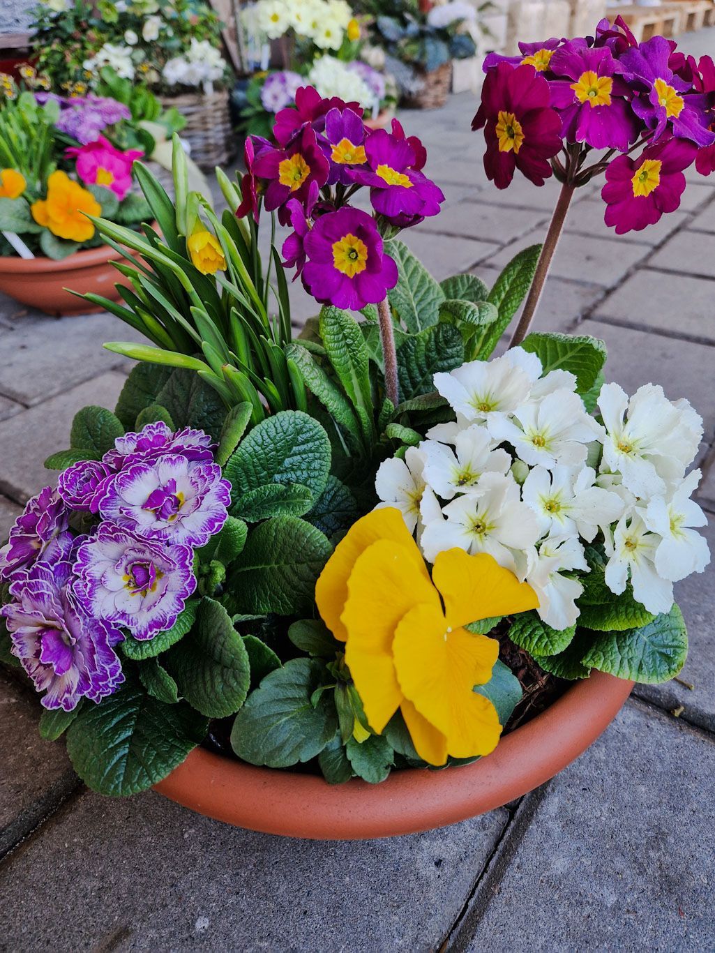 Bunte Frühlingbepflanzung in Schale