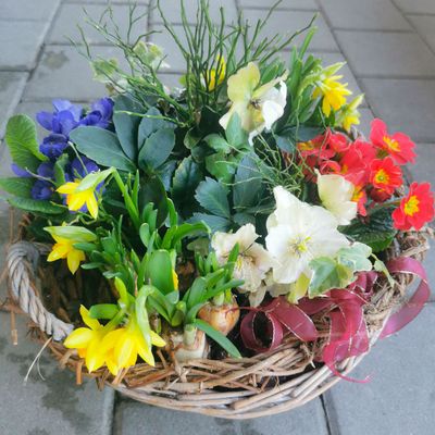 Bunte Frühlingbepflanzung in rundem Korb, mit Masche Bunte Frühlingbepflanzung in rundem Korb, mit Masche