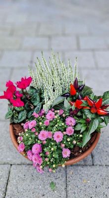 Kleine Herbstschale mit weissem Calluna