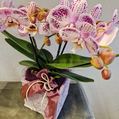 Orchideen