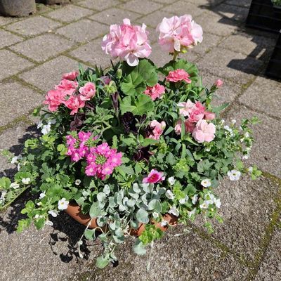 Sommerschale mit Geranien und gemischten Pflanzen, rosa Sommerschale mit Geranien und gemischten Pflanzen, rosa