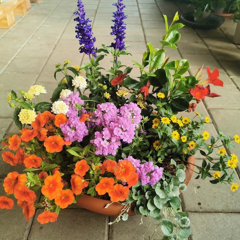 Bunte Sommerschale mit gemischten Saisonpflanzen