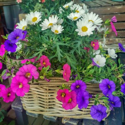 Sommerbepflanzung lila, rosa, weiss, in Korb Sommerbepflanzung lila, rosa, weiss, in Korb