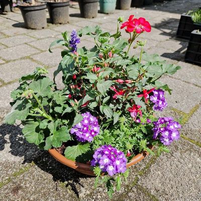 Sommerschale mit Geranien, Verbenen, Fuchsia, Salvia Sommerschale mit Geranien, Verbenen, Fuchsia, Salvia