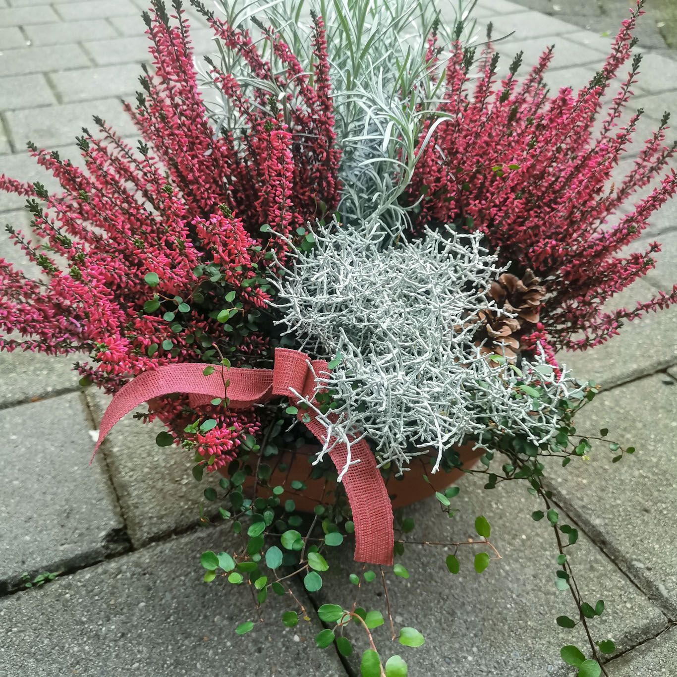 Winterschale mit Calluna und Calocephalus und Juteband Winterschale mit Calluna und Calocephalus und Juteband