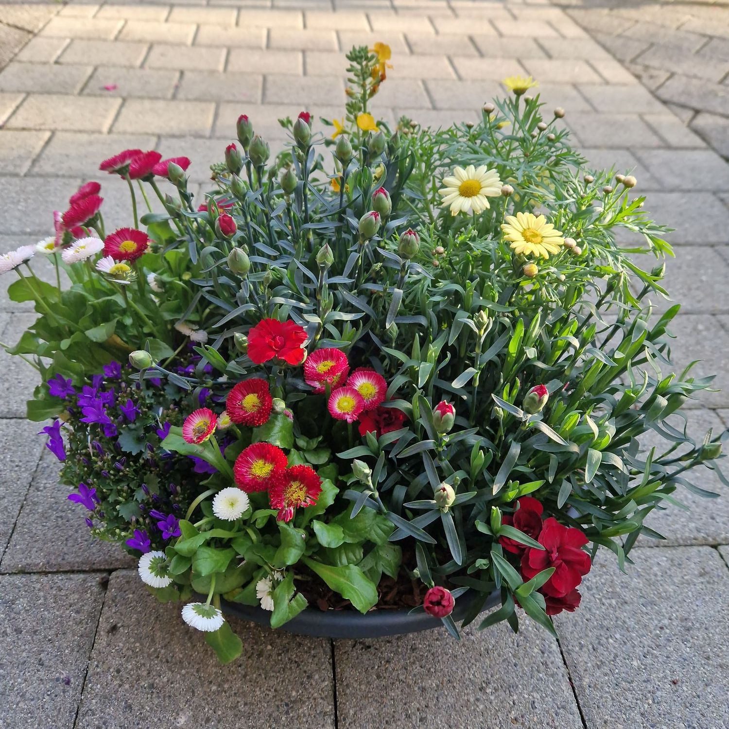 Grosse Sommerschale, gemischte Farben