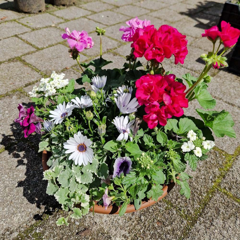 Sommerschale mit Geranium, rot/rosa/weiss