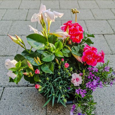 Kleine Sommerschale zum Muttertag mit Tropidenia und Geranium für den Garten oder Balkon