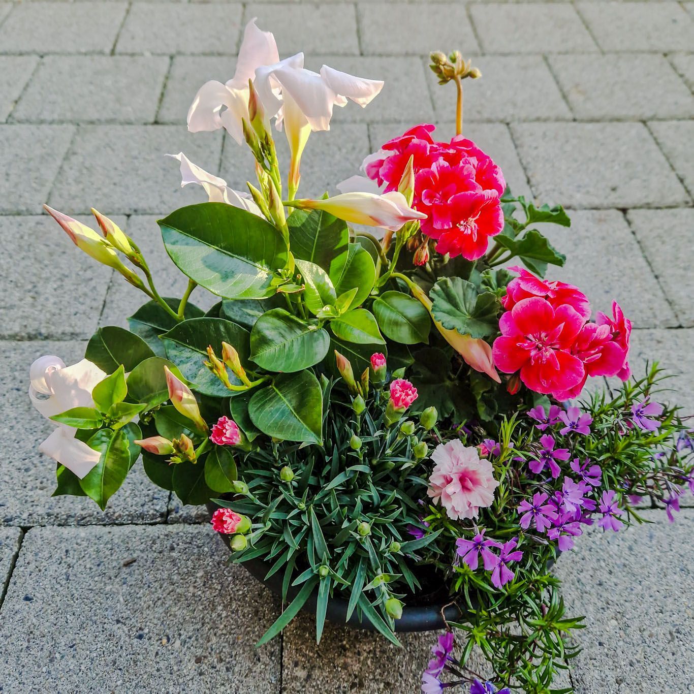 Kleine Sommerschale mit Tropidenia und Geranien