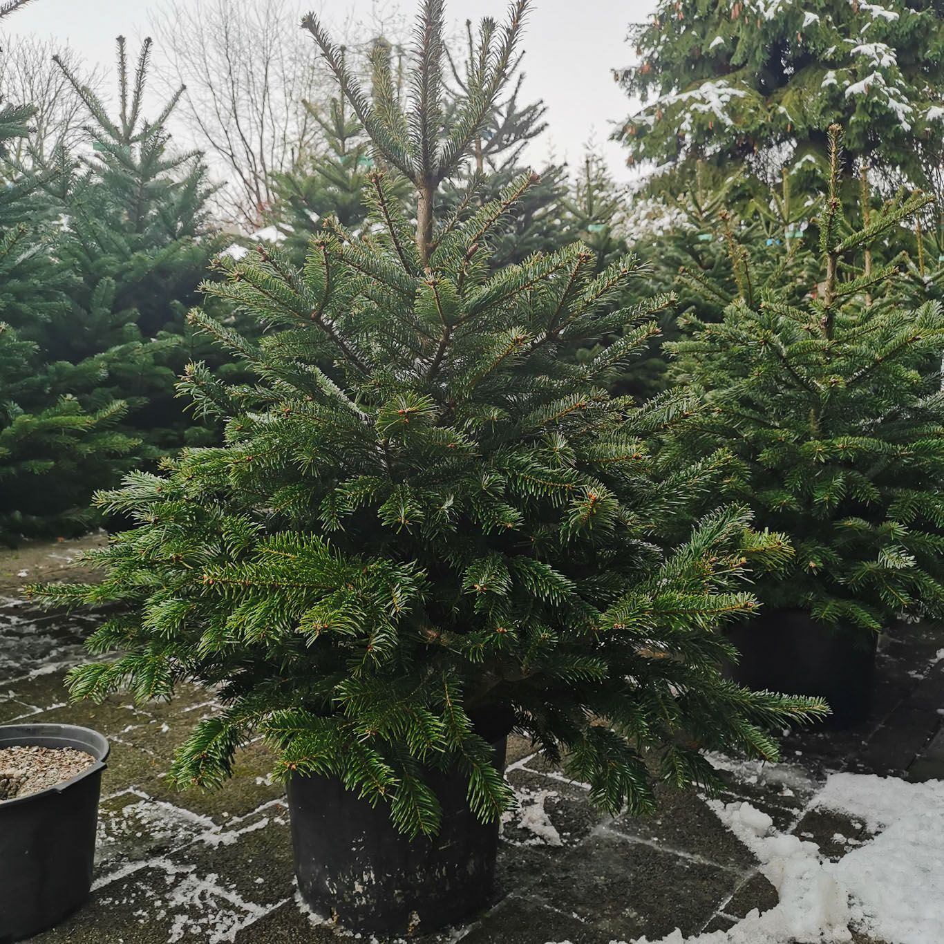 Nordmannstanne 120cm Nordmannstanne 120cm