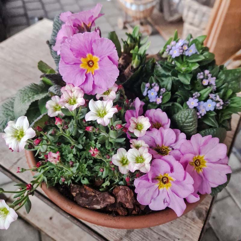 Hübsche Frühlingbepflanzung in Schale, rosa/lila/weiss