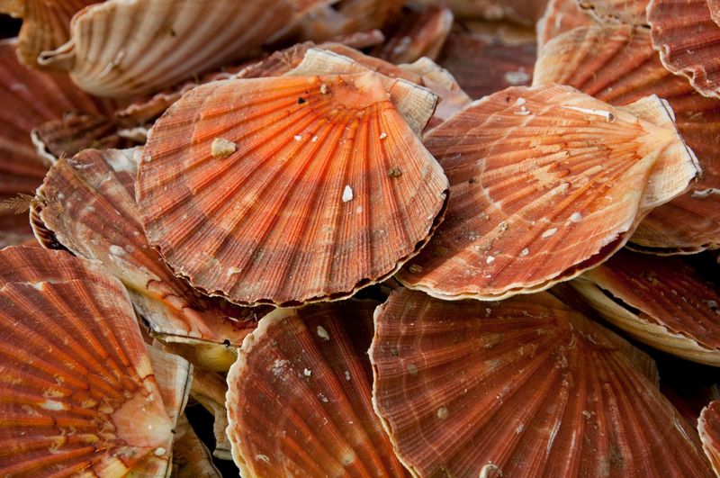 Coquille Saint Jacques 3 kg  (entre 12 et 14 pièces)