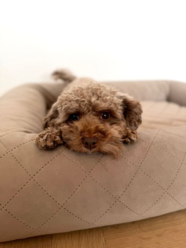 Orthopädisches Hundebett Stoff m. Ferninfrarot