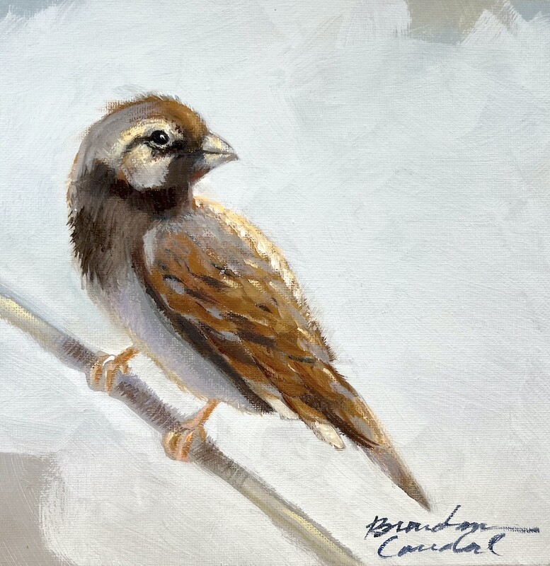 Sparrow 8x8 oil on Panel