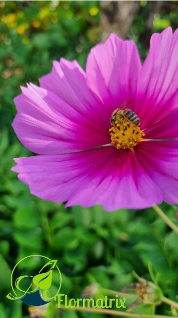 Cosmea, Schmuckkörbchen 2023