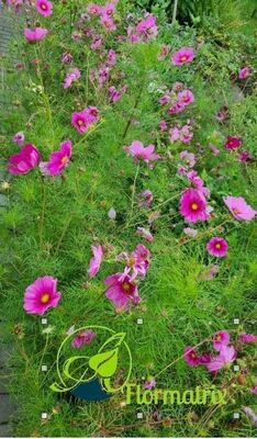 Cosmea, Schmuckkörbchen 2023