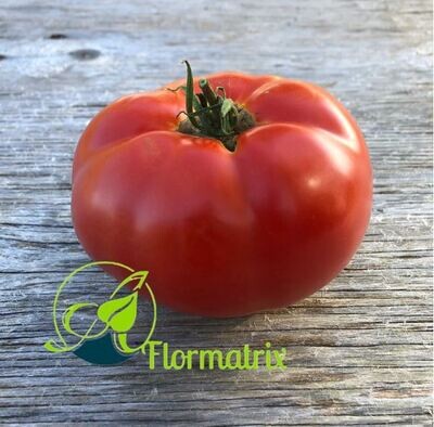 Tomate Zarnitsa 