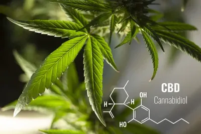 The latest CBD studies: what the science says