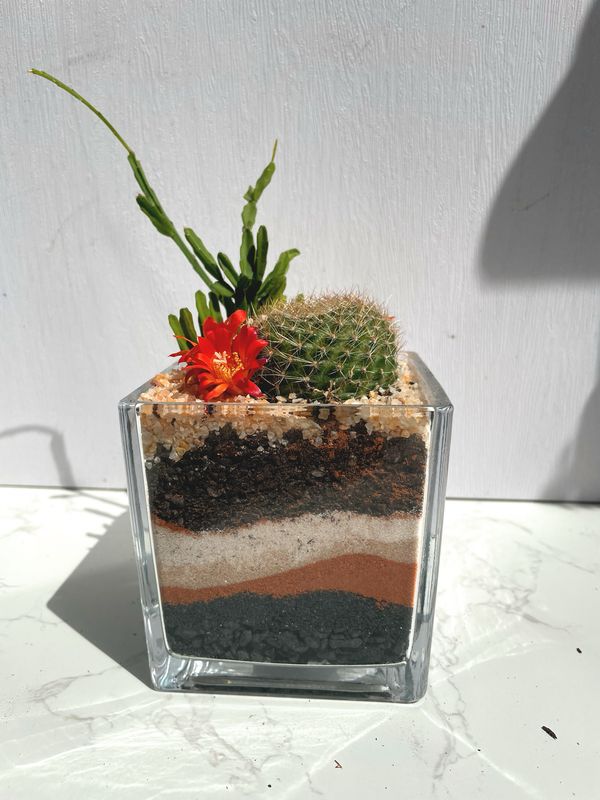 Mini Terrariums