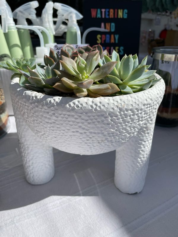 Succulent Bowls