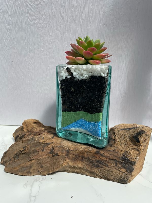 Driftwood Base Terrariums 