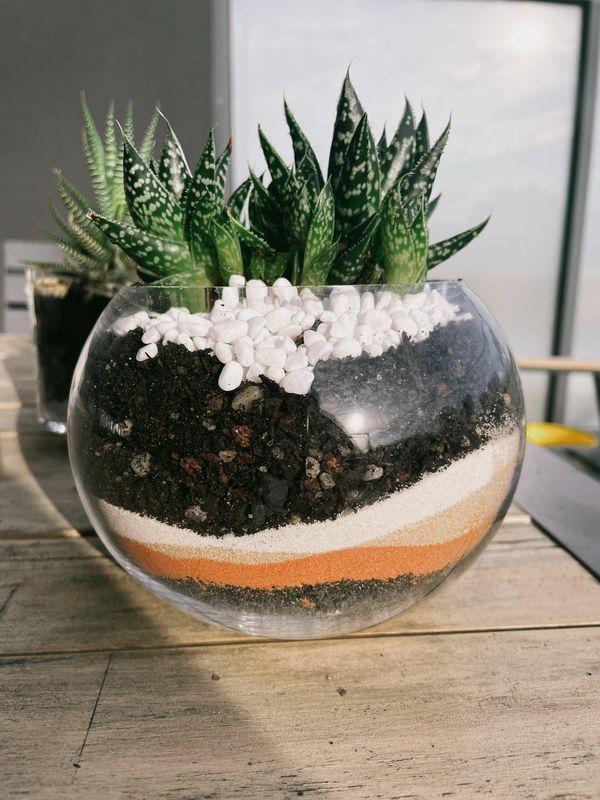 Single Plants 