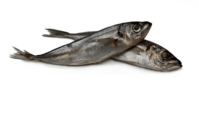 poisson chinchard vendu a 5.55 lb