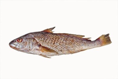 POISSON  CAPITAINE, vendu a 5.99 LB