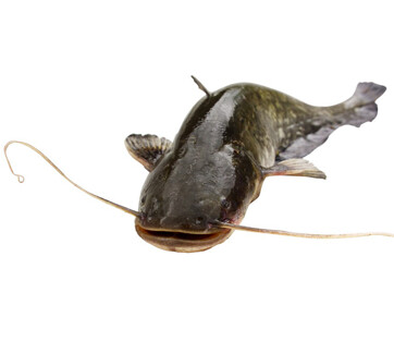 POISSON MÀCHOIRON vendu a 21.99 lb