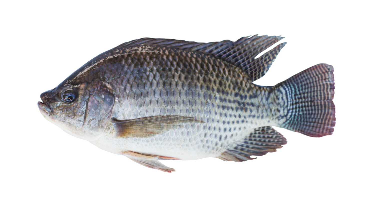 POISSON TILAPIA VENDU A 4.59 LA livres
