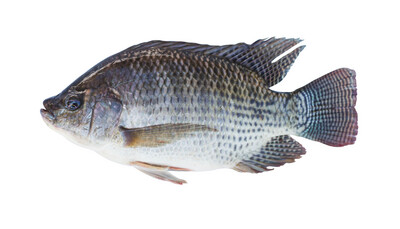 POISSON TILAPIA VENDU A 4.59 LA livres