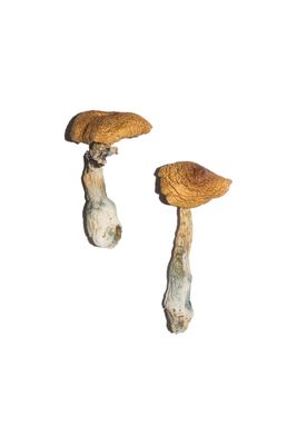 Psychedelic Mushrooms