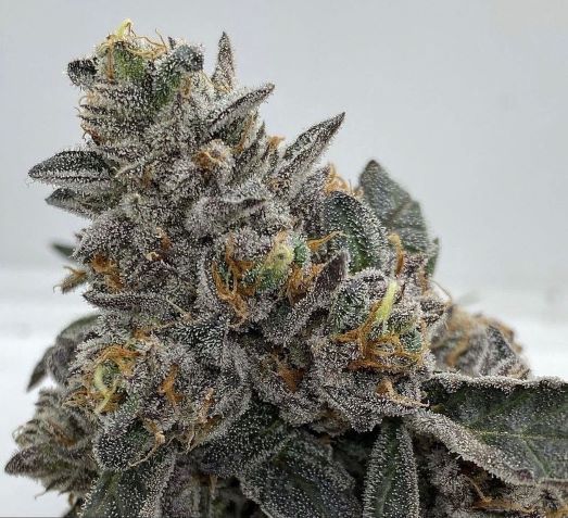 Candy Crush - Indica Strain