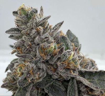 Candy Crush - Indica Strain
