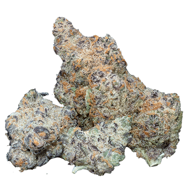 Platinum King - Hybrid Strain