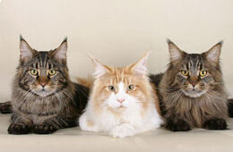 Krabpaal zware katten